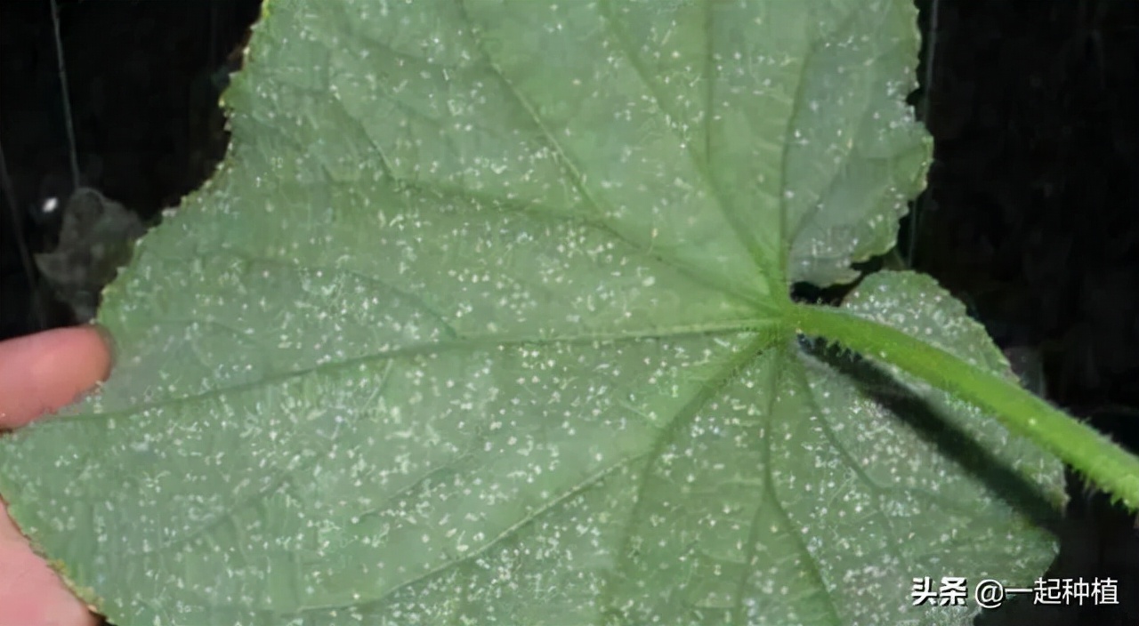 粉虱危害部位,粉虱的主要特征
