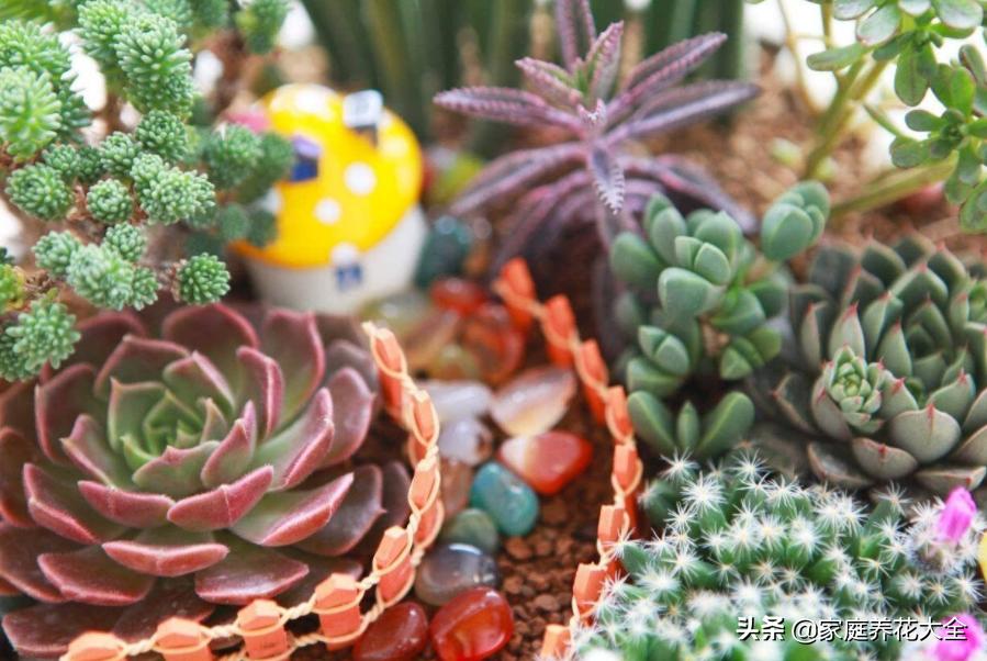 多肉放假了怎么养,5月份的多肉怎么养护