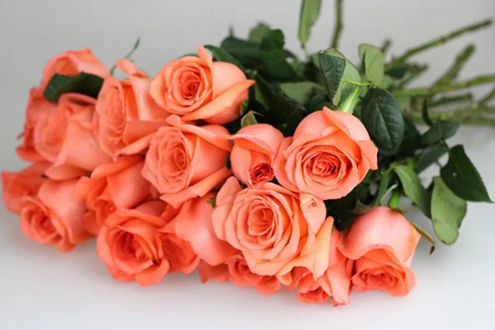 花店必备的5款玫瑰,花店最常用什么品种的玫瑰花