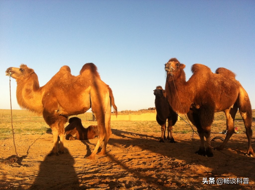 中国骆驼分布在哪里,骆驼中国哪里有