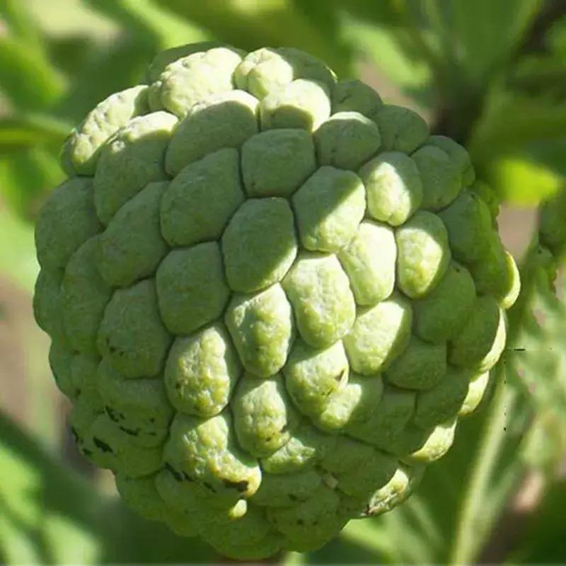 湛江释迦果,我们吃不起的五大顶级海鲜