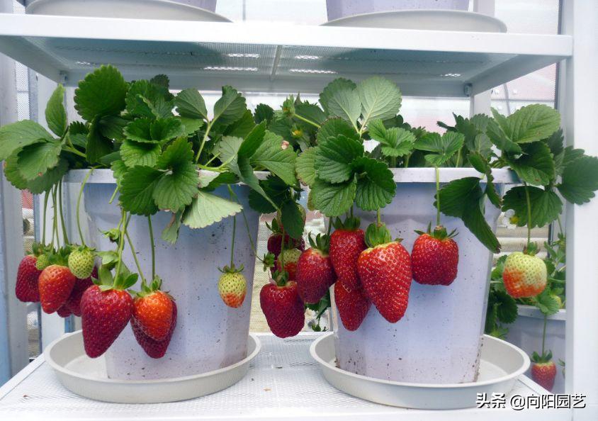 草莓在家里怎样才能种的又大又甜,原来草莓还可以这样种长见识