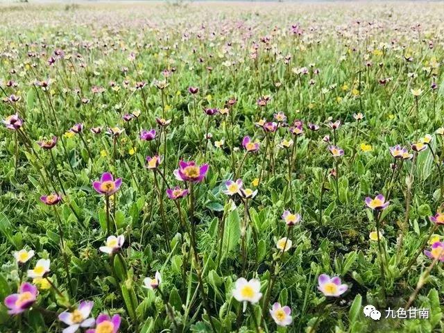 六月下旬甘南大草原花海,七月的甘南草原花海风光