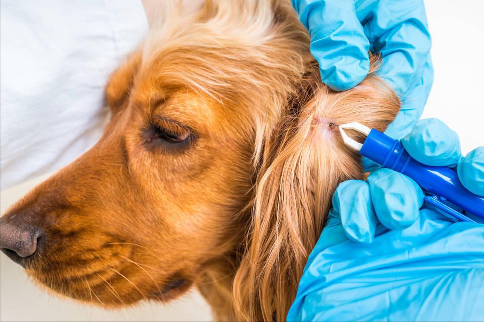 狗狗去除跳蚤蜱虫妙招,家用杀虫剂可以给狗狗喷杀跳蚤么