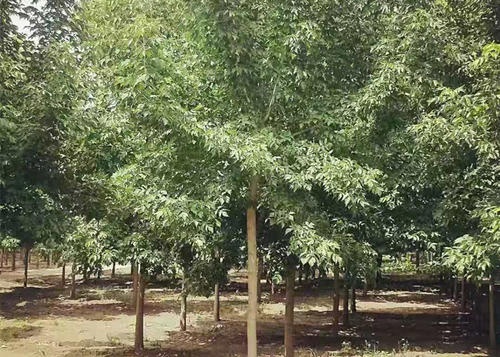 树木截冠有什么好处,树木歪了如何矫正