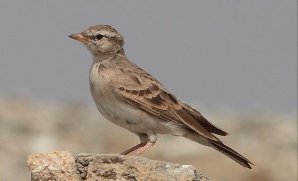 东江揽胜,惠州淡水常见鸟类图谱