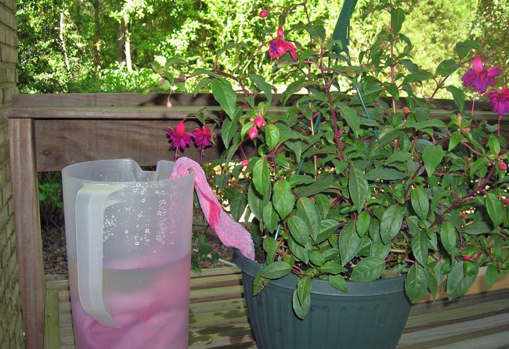 离家一个月的植物怎么浇水,出门太久怎么给植物浇水