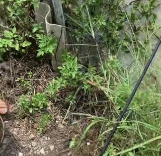 淡水白鲳是亚马逊食人鱼吗,广东男子在池塘发现大量毒鱼出没