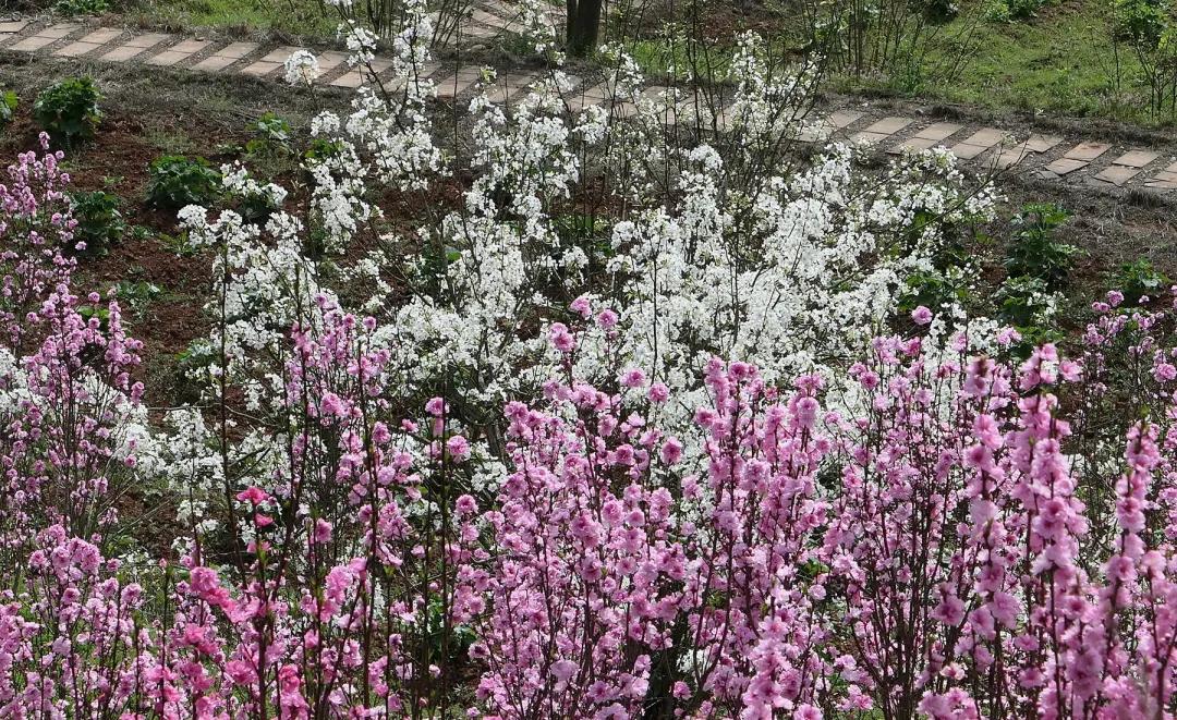 云赏花的小视频,云赏花路