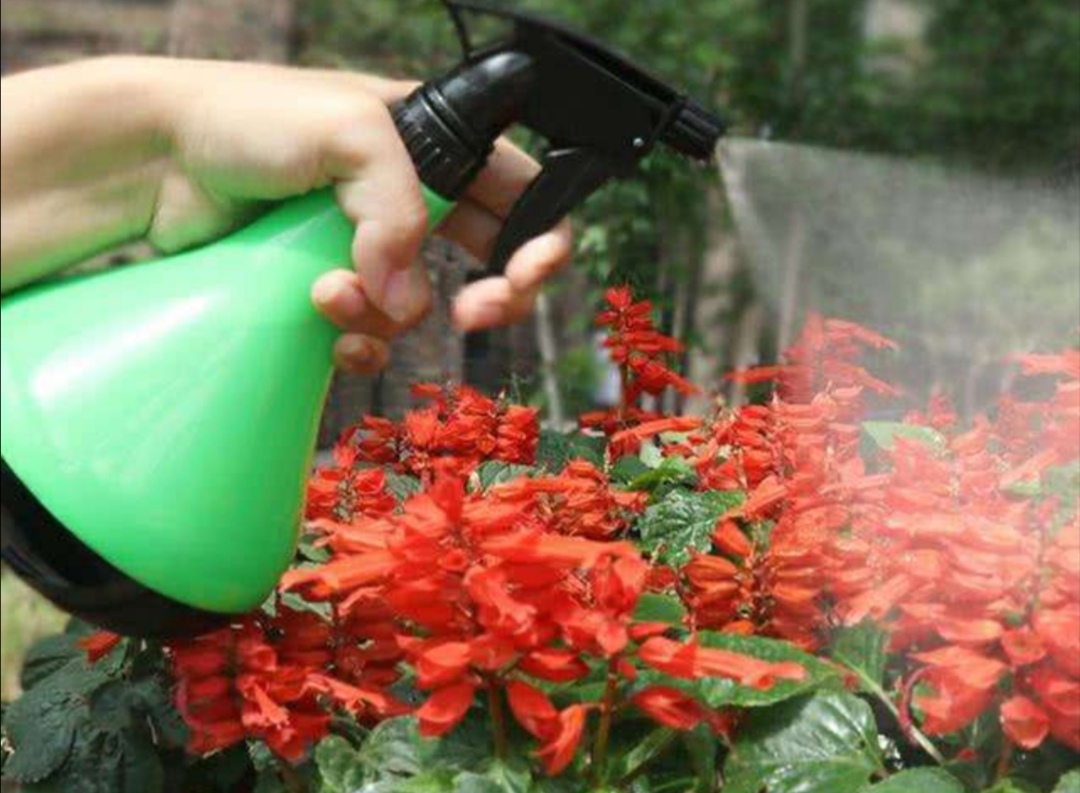 花卉虫子的种类除虫方法,怎么预防花卉生虫