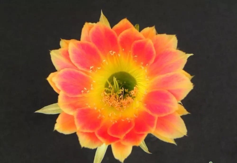 100种仙人球花图片,100种仙人球的品种视频