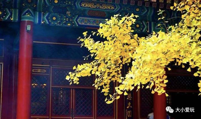 银杏北京打卡地,北京十大银杏观赏地图