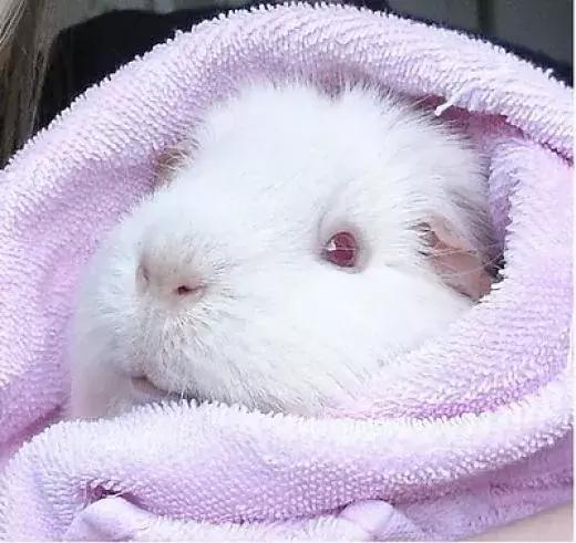 红色的小猪是佩奇，白色的小猪小鸟小松鼠是啥？