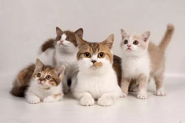 猫怀孕了怎么照顾猫咪,猫咪怀孕了怎么照顾