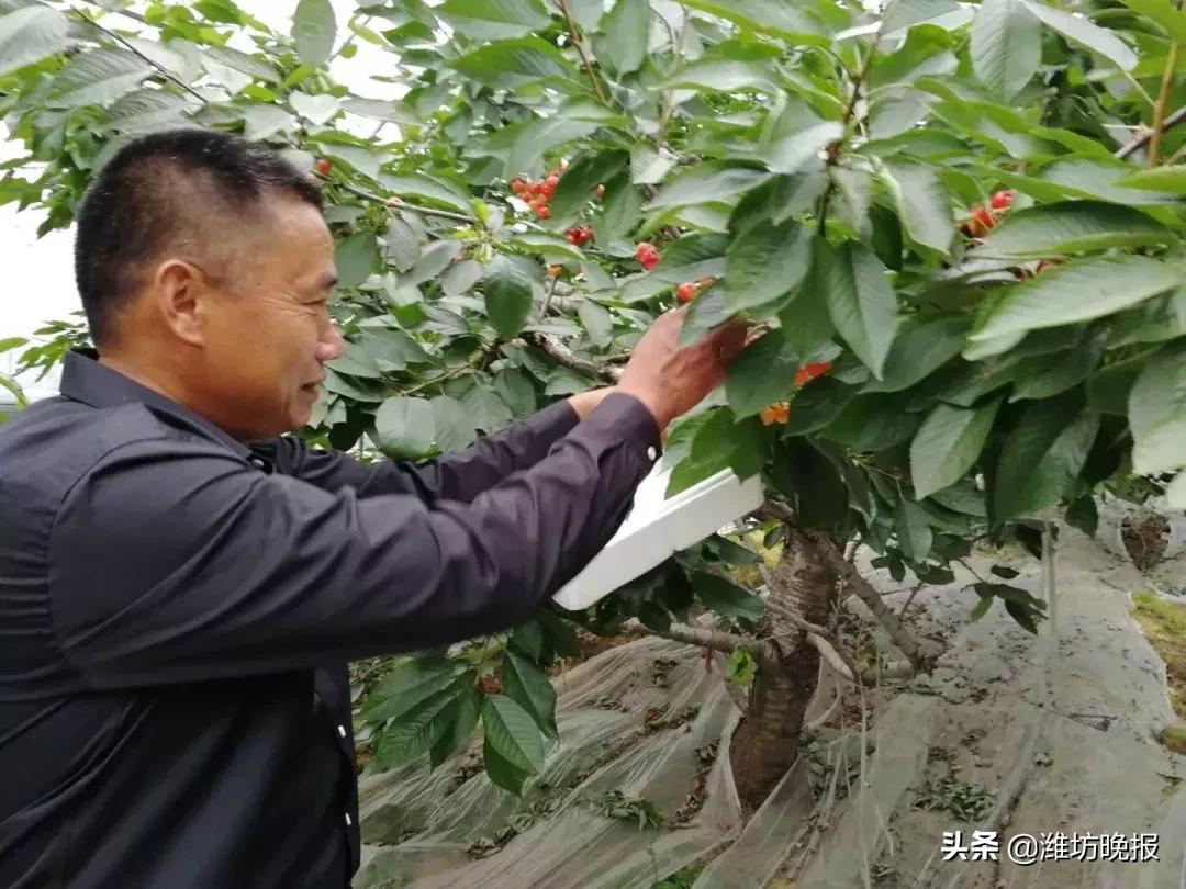 「创新提升“三个模式”乡村振兴潍坊先行」返乡育桃，临朐县龙山产业园出了位“孙专家”