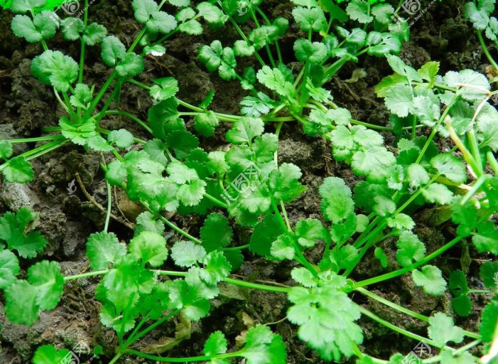 【原创散文阅读】有一种种籽叫有神又叫有鬼