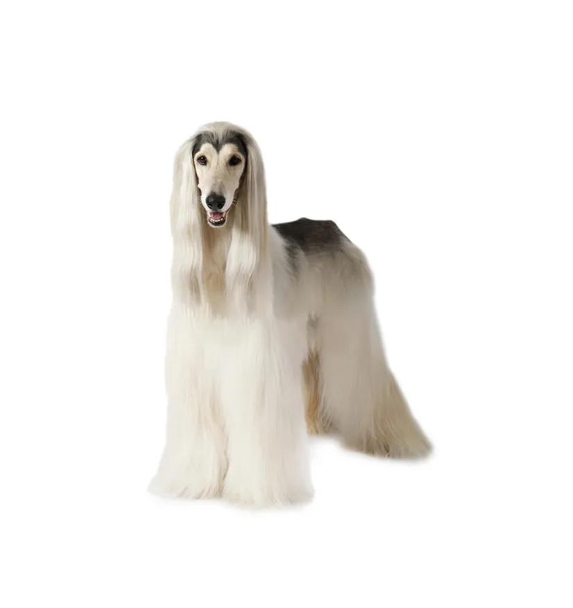 滨州48种烈性犬标准,滨州烈性犬最新规定