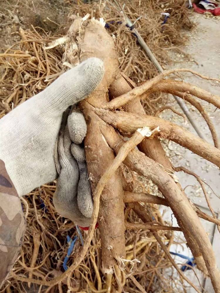 人参、西洋参、*党**参、太子参等这些中药!有何异同?一文说明白