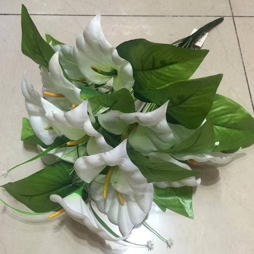 马蹄莲、茶花秋海棠、非洲紫罗兰、红星凤梨的养护方法