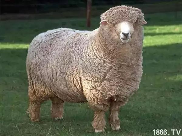 最厉害的10种羊,最好的种羊是什么品种呢