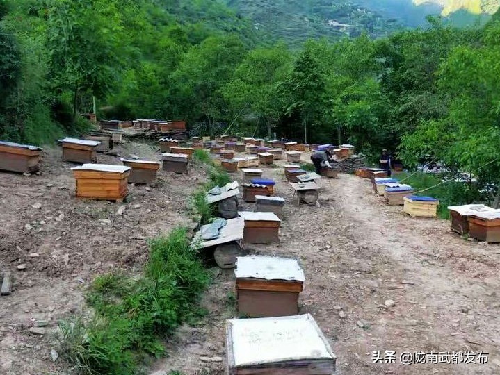 勤劳的小蜜蜂致富靠双手,勤劳小蜜蜂农村