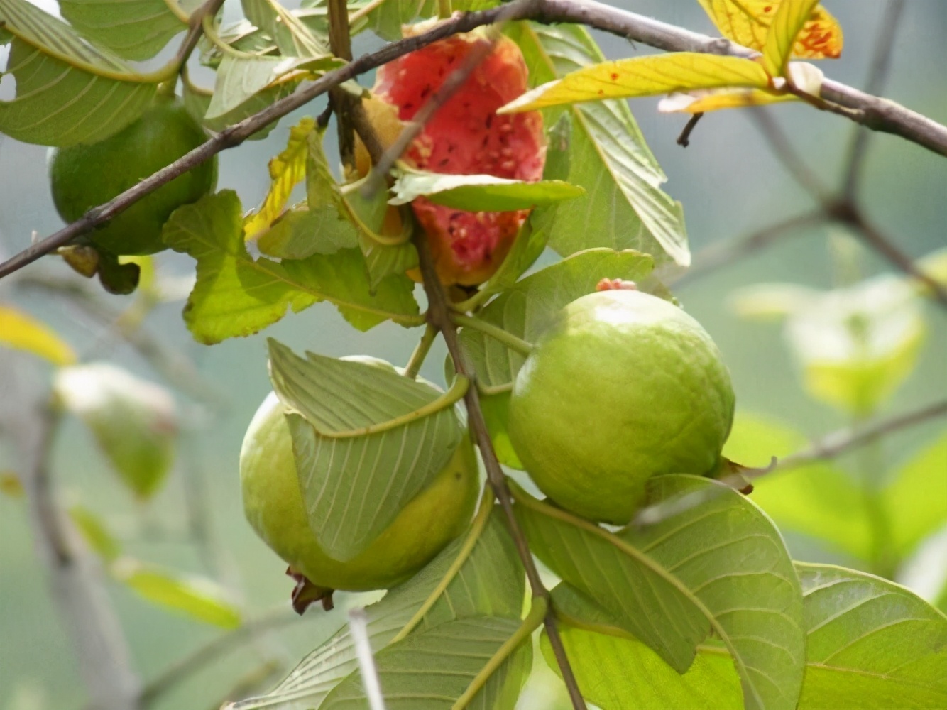 鎶氫粖蹇嗘様,灏忔椂鍊欏悆鐨勯浂椋熺殑鍥炲繂