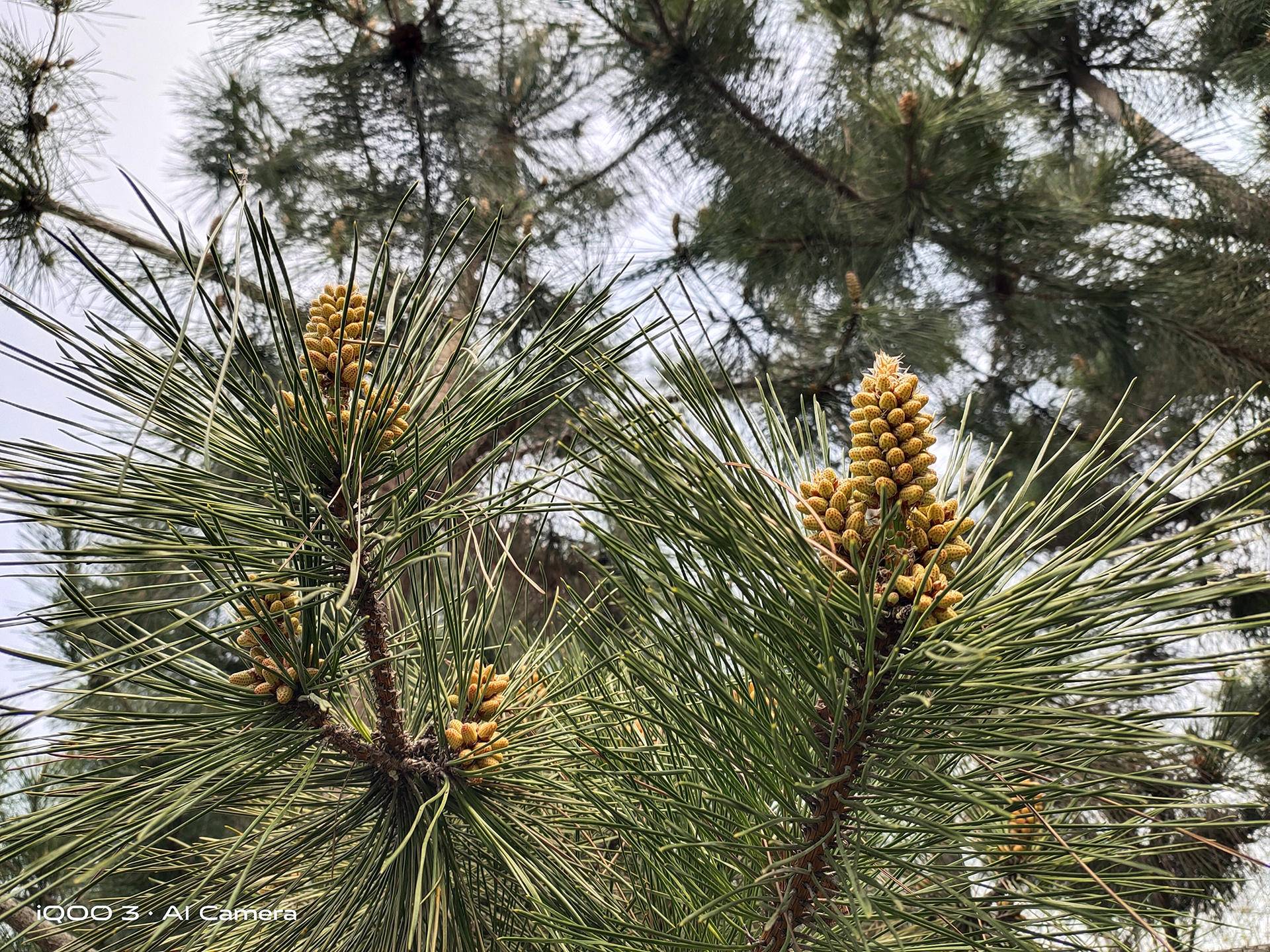 iqoo3使用感受,iqoo3使用体验