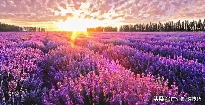 日本北海道富良野骑行攻略，试过在花田、花海中骑行吗？