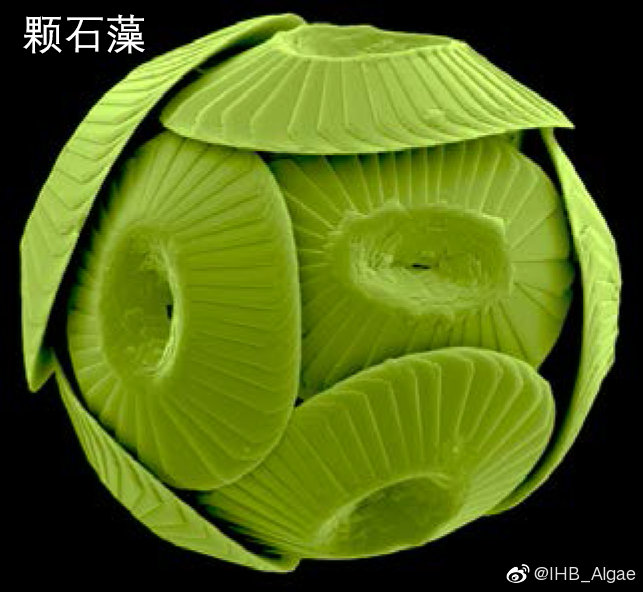 什么是藻类,什么是藻类菜