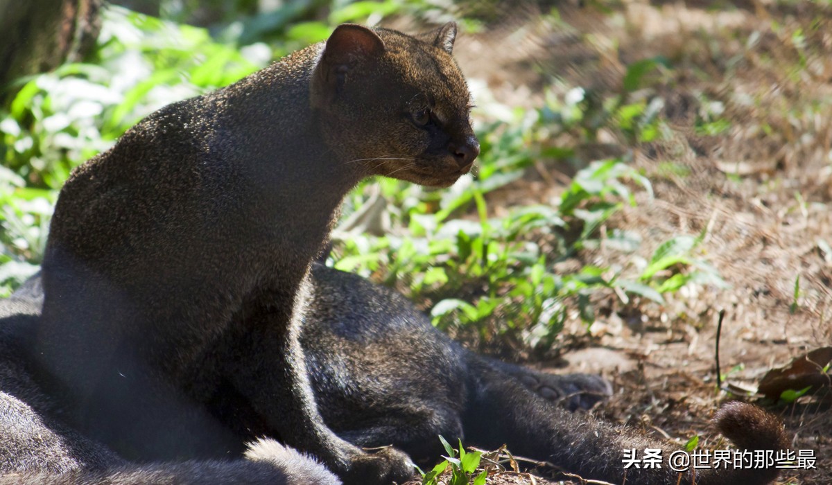 最强猫科动物巨型剑齿虎,最强大的猫科动物狮子