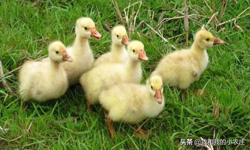 100天养鹅分享,我的100天记录