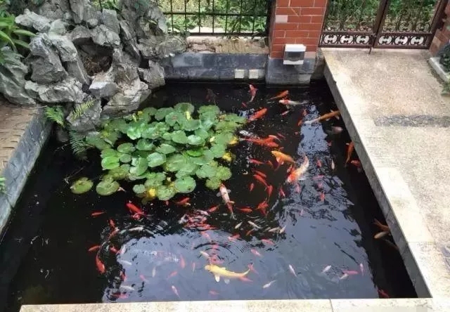 小院锦鲤鱼池建造全过程,自己建造庭院锦鲤鱼池