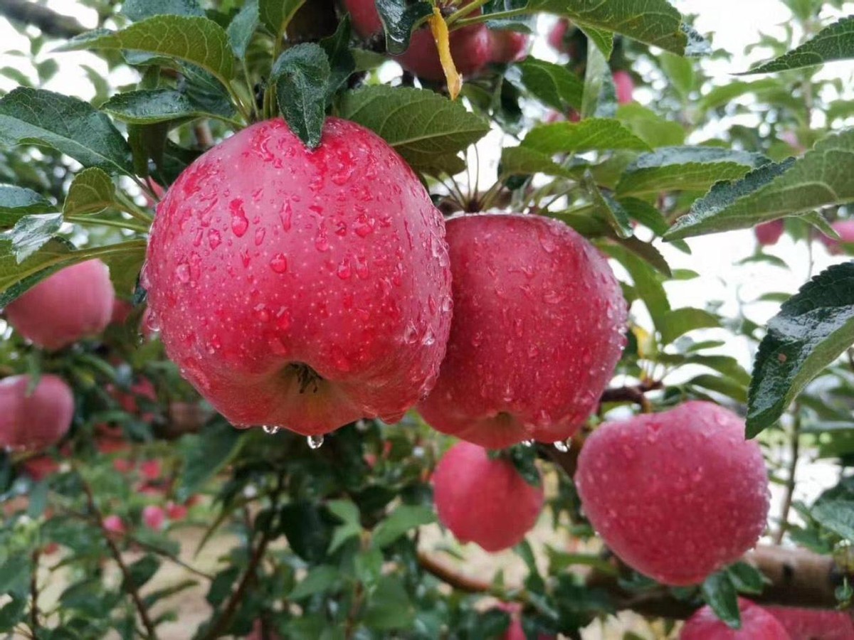 进口苹果关税是多少钱,进口苹果多少钱