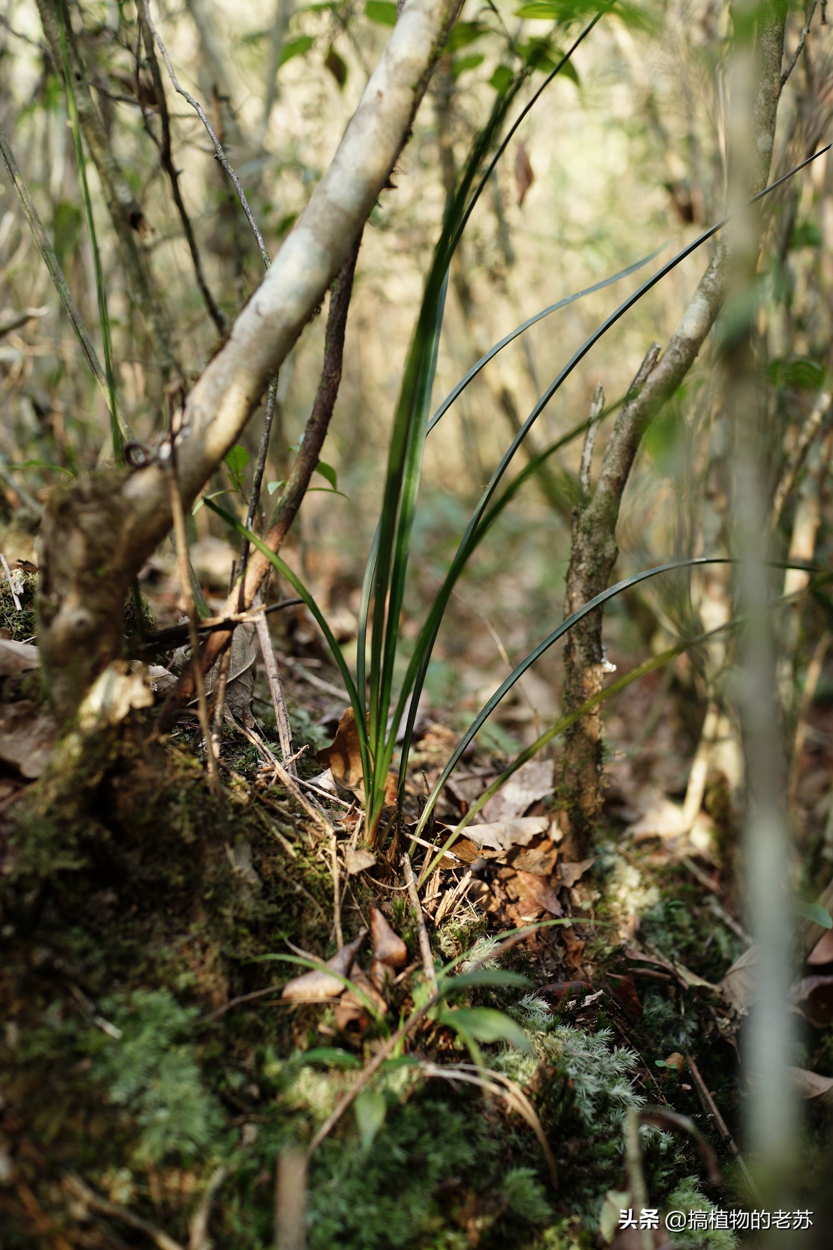 带你看兰花,带你看看蝴蝶兰