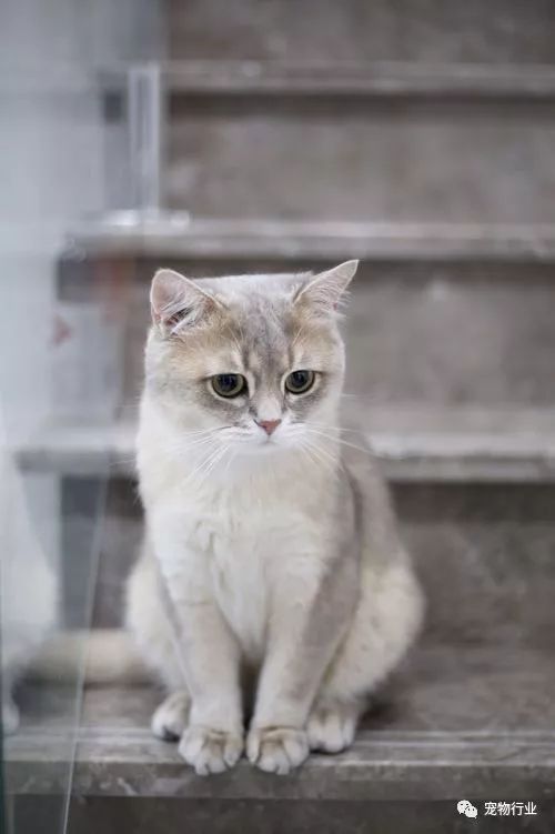 猫头部神经疾病,猫脑神经受损的原因