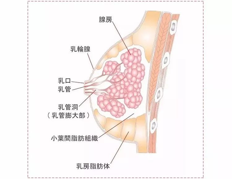 乳房按摩按到胸内满是“沙粒”!乳房保养,在家做到这3点就行了