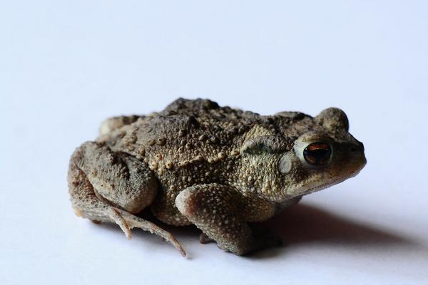 石蛙和人工饲养有什么区别,人工养殖石蛙用什么饲料