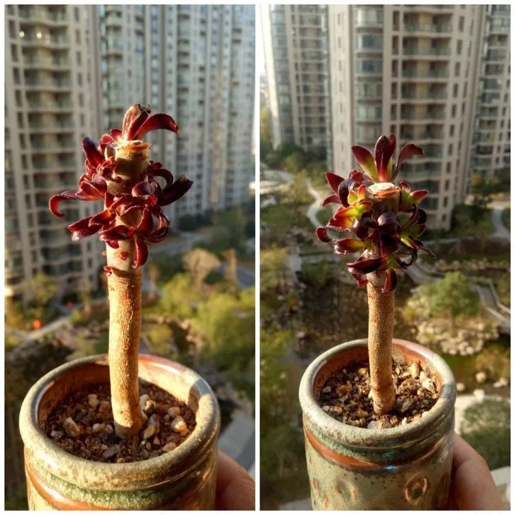 多肉砍头的怎么养,多肉怎么砍头才能爆发