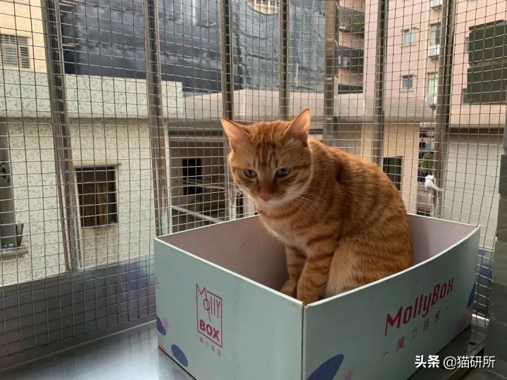 高层养猫到底要不要封窗,封窗养猫