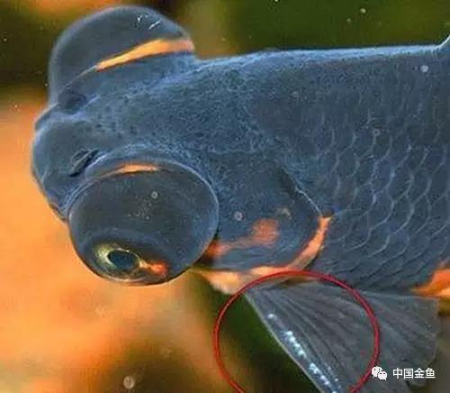 金鱼要配对繁殖吗多久可以繁殖,家庭养殖的草金鱼能自然繁殖吗