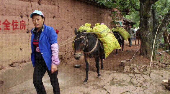 爬20米高用竹竿打下的这口“老树鲜核桃”，脆嫩鲜甜，别处买不到