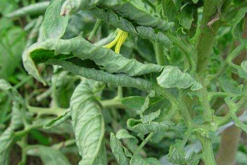 西红柿卷叶后还能再结西红柿吗,西红柿为什么会卷叶