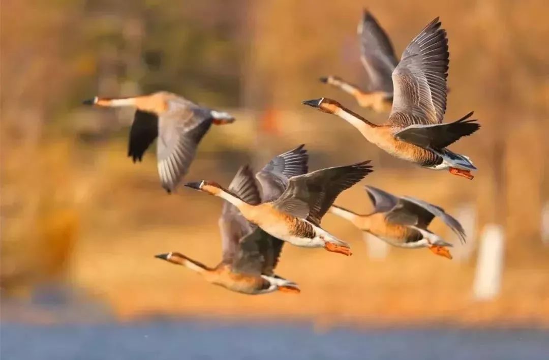 雨水养生防寒养脾正当时,雨水节气养肝最佳方法
