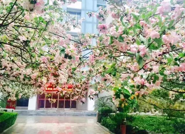 灞卞笀闄勪腑鍒嗘牎,鑿忔辰灞卞笀闄勪腑