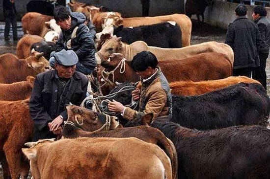 初学者买牛注意什么,新手买牛谨防上当受骗