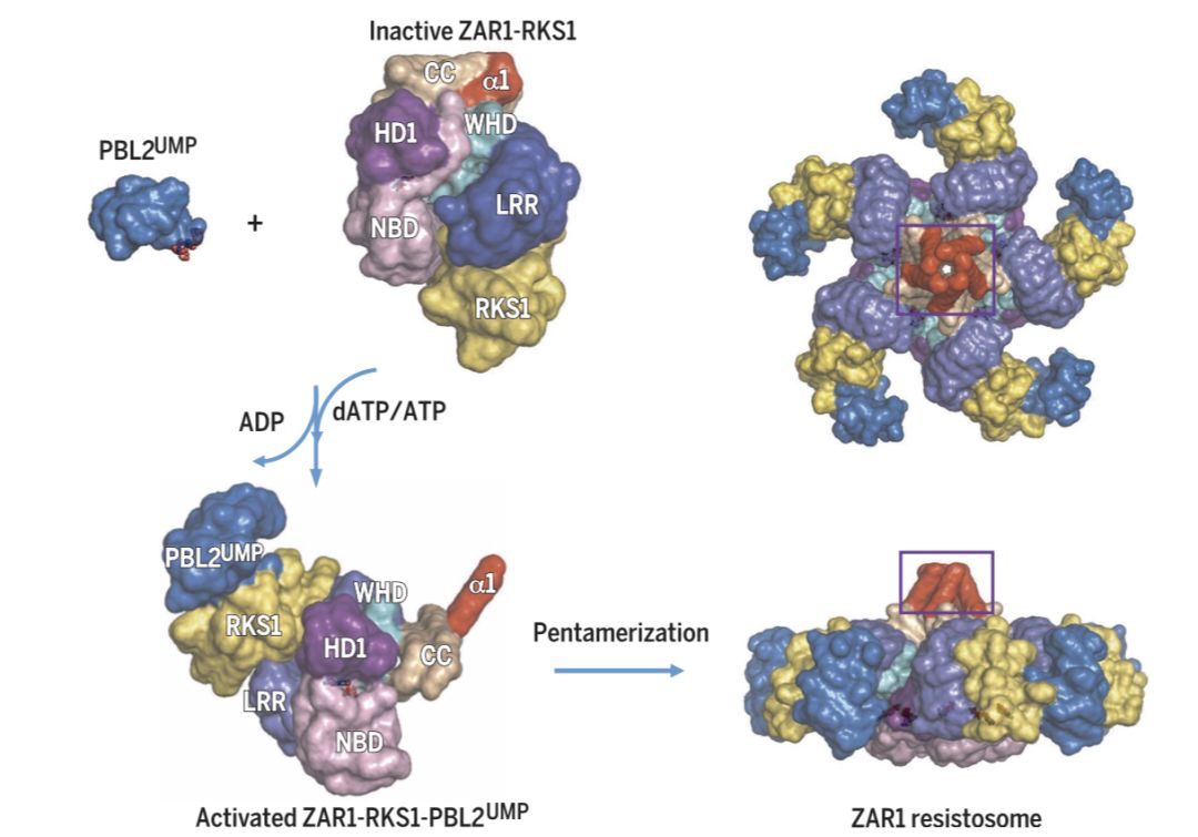 施一公与徒弟颜宁,施一公徒弟颜宁