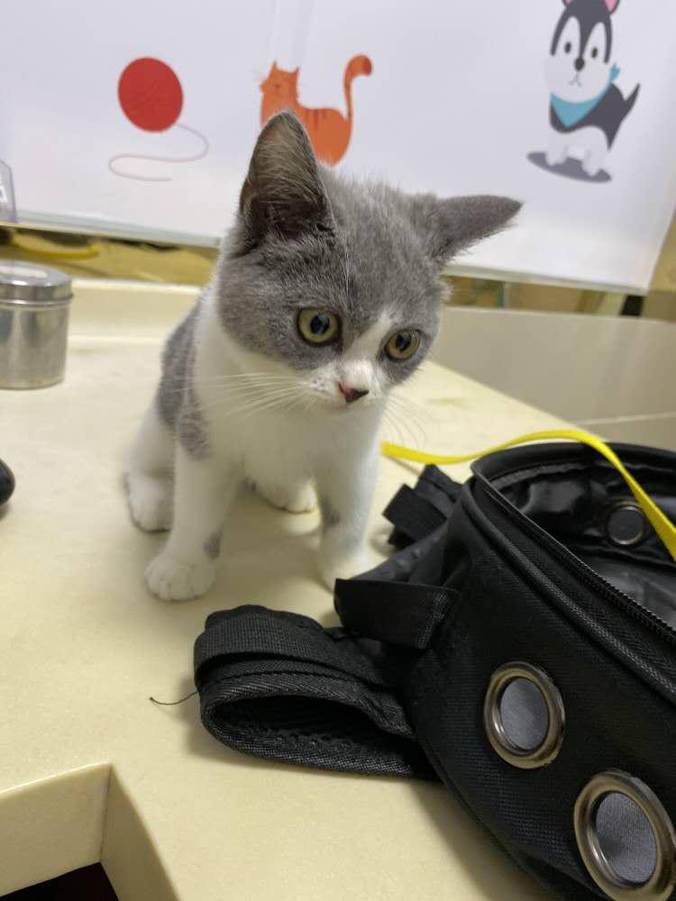 在网上买的小猫咪靠谱吗,在网上买只小猫咪靠谱吗