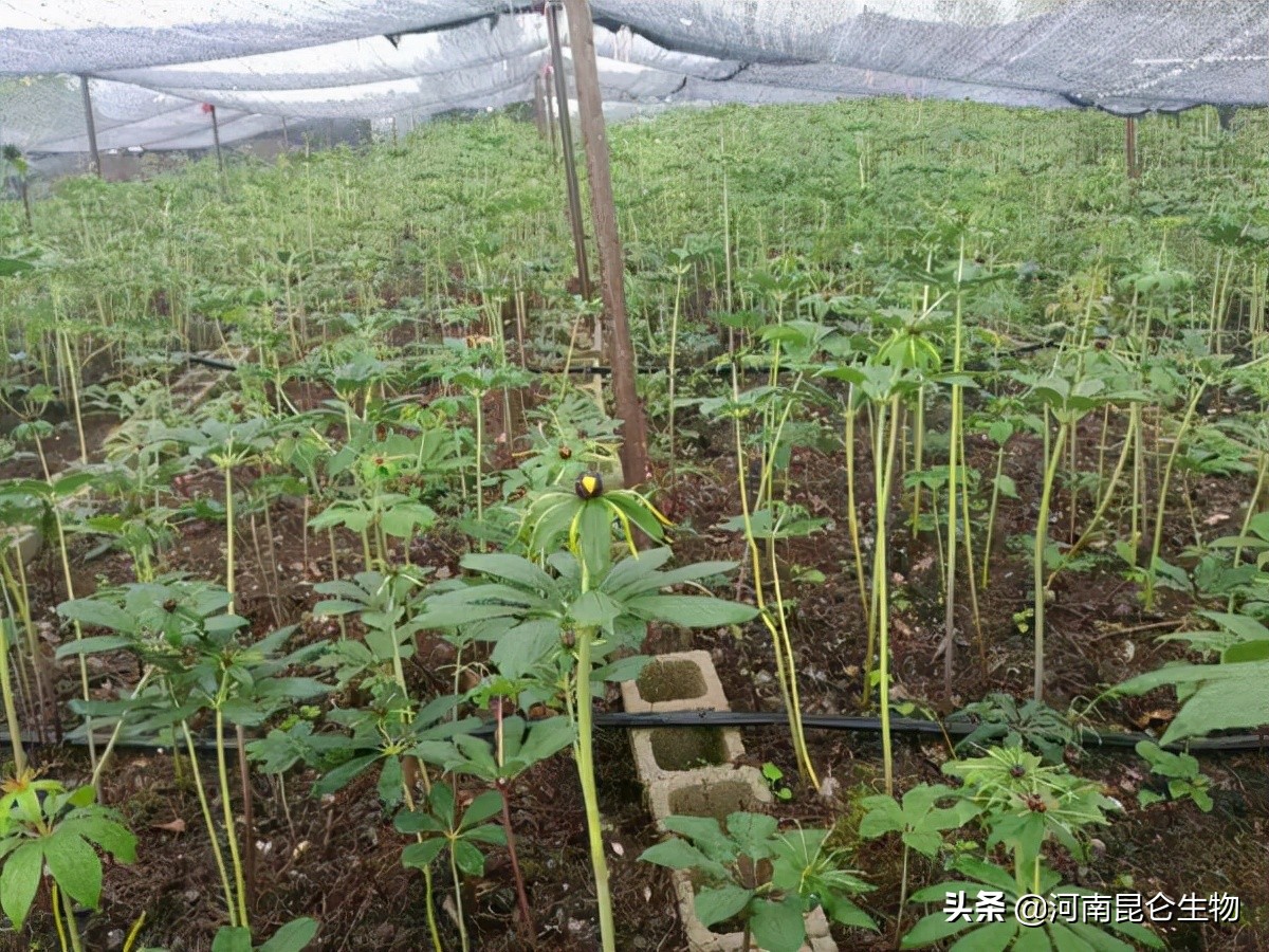 重楼烂叶病和烂杆病要用什么药,重楼腐烂根茎怎么治