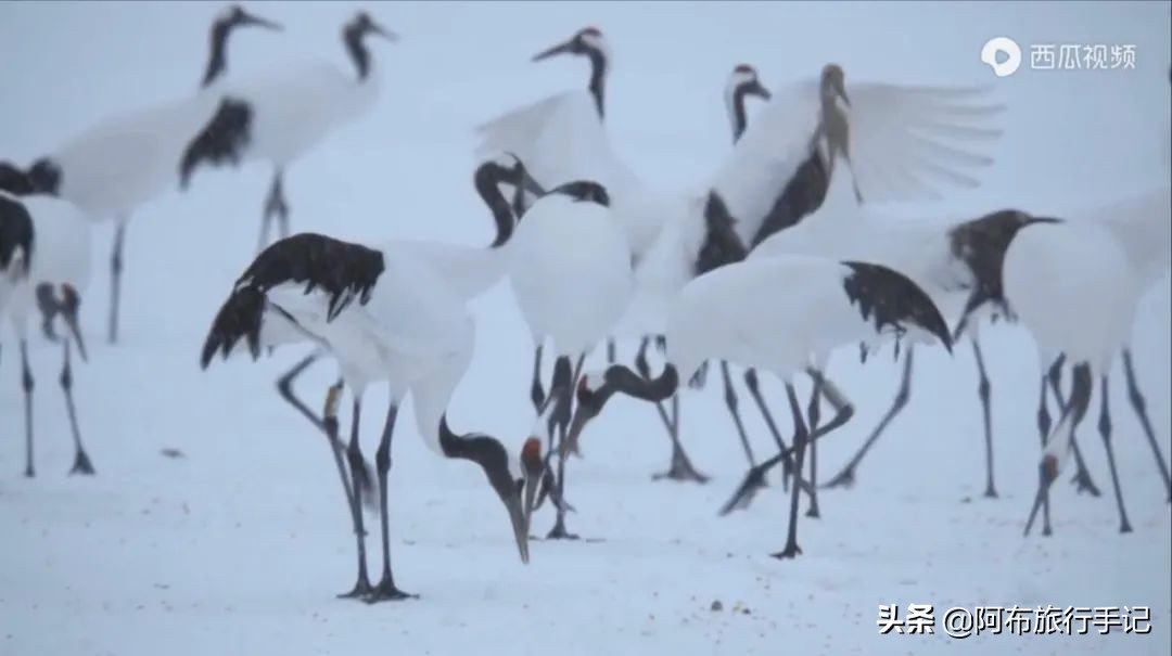 豆瓣9.1分看哭百万人,豆瓣评分9.0却很少有人看懂