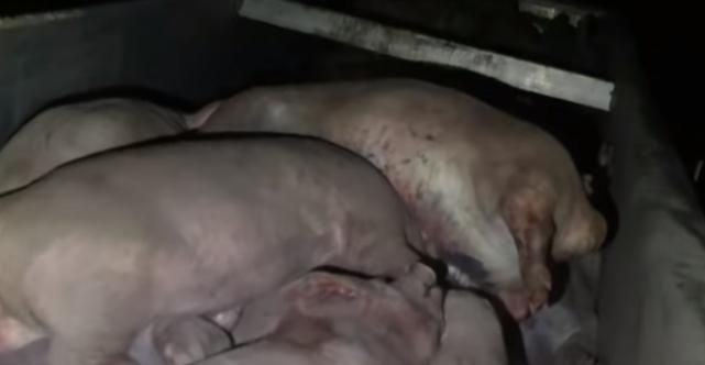 养猪场恐怖视频,养猪场杀猪猪的反应